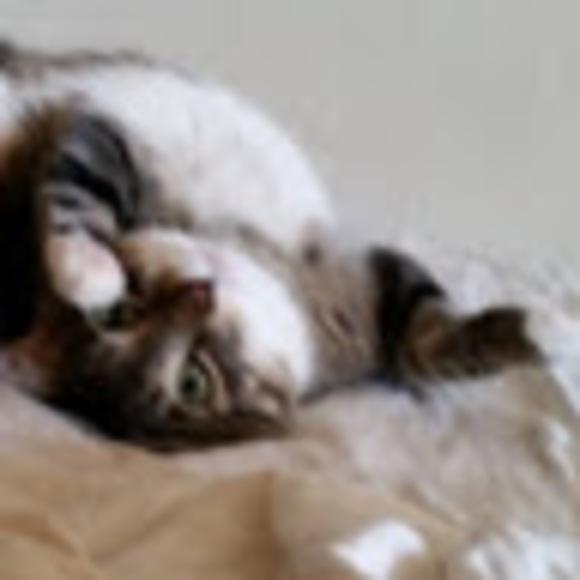 Meet your Posher, V - Picture 1 of 1